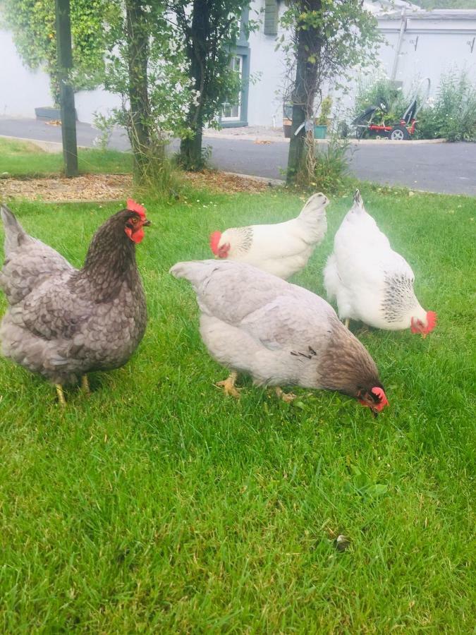 Gráisín Apartman Kilkenny Kültér fotó